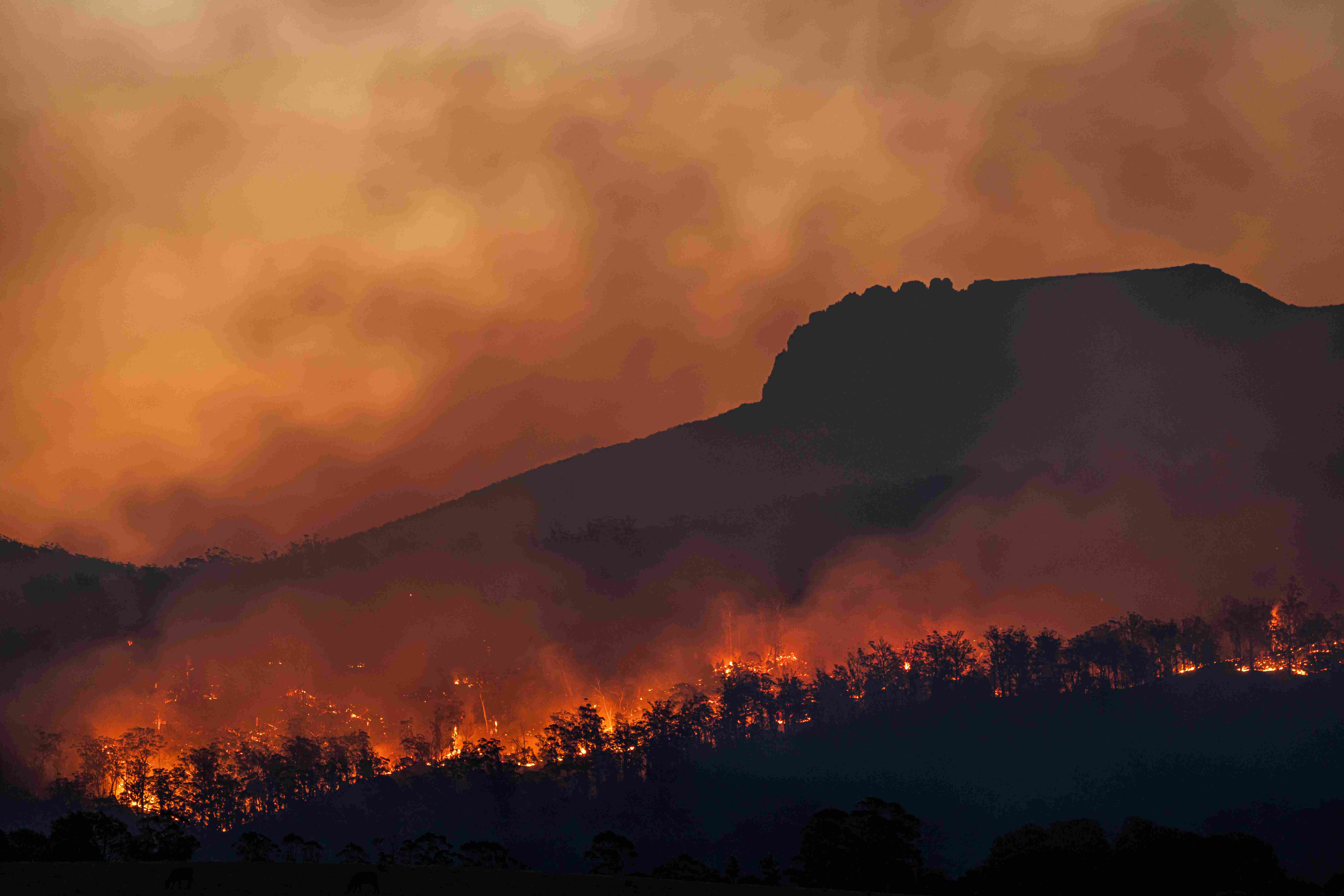 photo de forêts en feu incendie